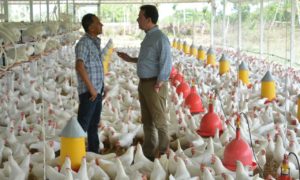 Ito Bisonó ve preocupante amenaza de fiebre aviar en granjas de pollos